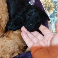 Barboncini con test genetici