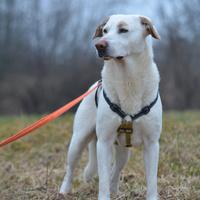 Loris in attesa di adozione