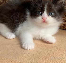Gattina di gatti persiani normotipici FEMMINA