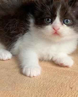 Gattina di gatti persiani normotipici FEMMINA