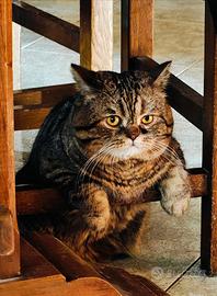 Gattini British