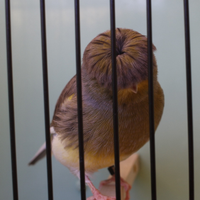 Canarino Gloster Fancy Corona novello 2025