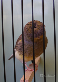 Canarino Gloster Fancy Corona novello 2025