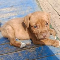 Cucciolo maschio di pitbull