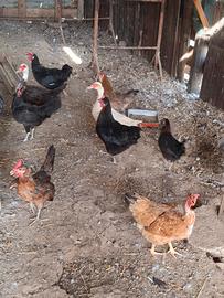 Galline