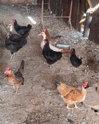 Galline