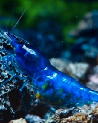 Caridine gamberetti per acquario tropicale