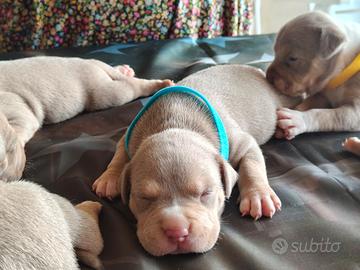 Pitbull