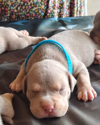 Pitbull