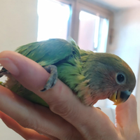 Inseparabili allevati a mano