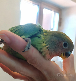 Inseparabili allevati a mano