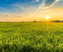 Terreni agricoli nel comune di Vedelago