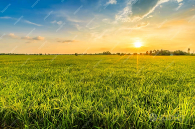 Terreni agricoli nel comune di Vedelago