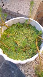 Piante acquatiche Spyrodela polyrhiza