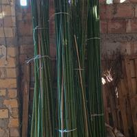 Canne bambù 