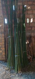 Canne bambù 