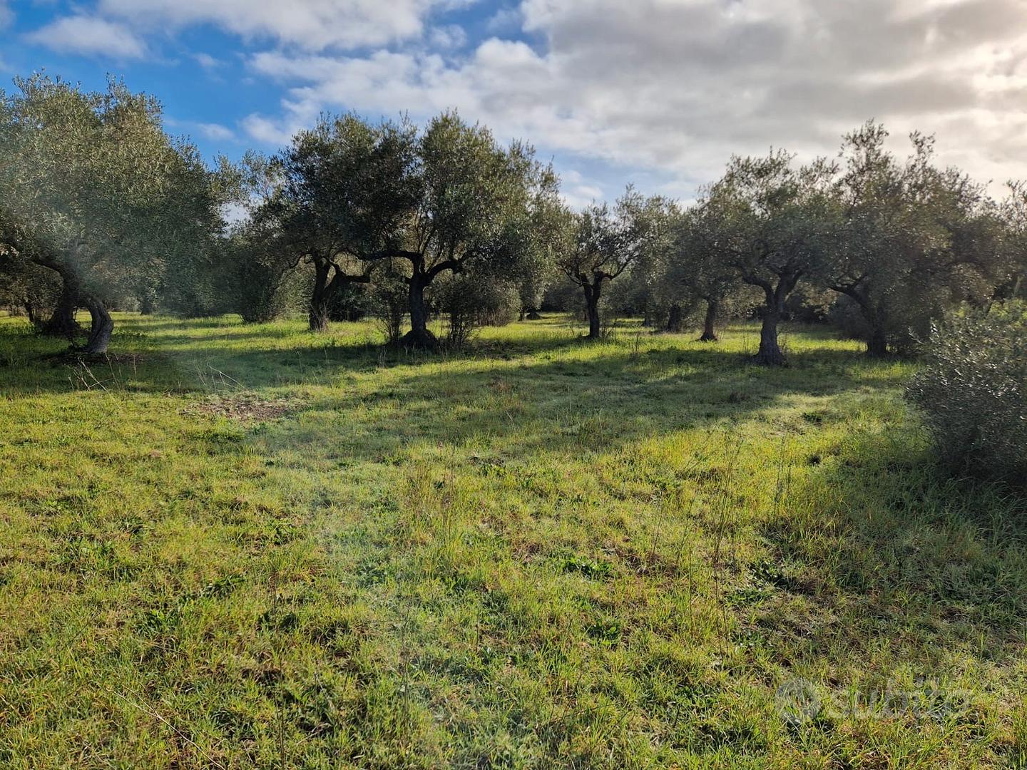 Terreno agricolo con uliveto - Vista 5