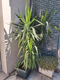 Pianta tronco della felicità 