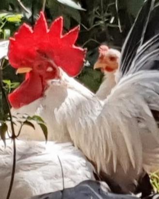 Nagasaki chabo galli galline consegno Italia