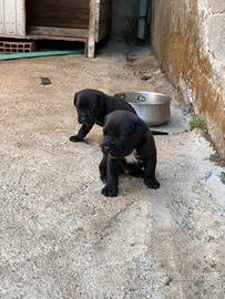 Cuccioli di cane corso