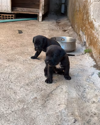 Cuccioli di cane corso