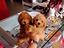 Immagine 19