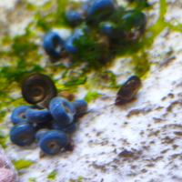 Lumache acqua dolce Planorbidae