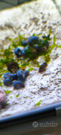 Lumache acqua dolce Planorbidae