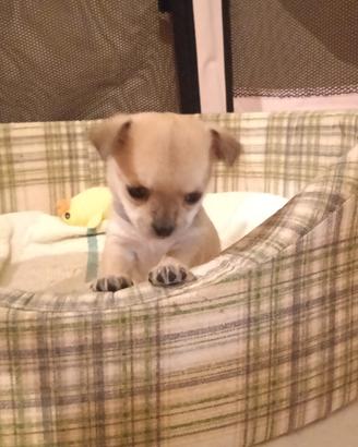 NON DISPONIBILE Chihuahua femmina