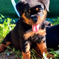 Cuccioli rottweiler