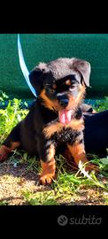 Cuccioli rottweiler