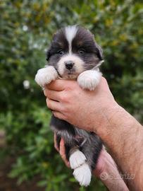Cuccioli pastore australiano