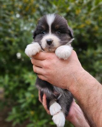 Cuccioli pastore australiano