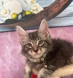 Cuccioli Maine coon maschietti