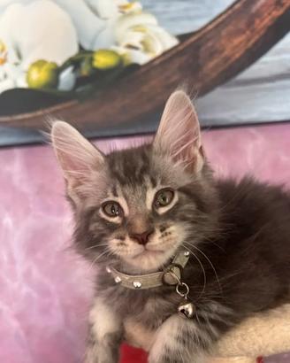 Cuccioli Maine coon maschietti