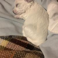 Maltese piccola taglia maschio