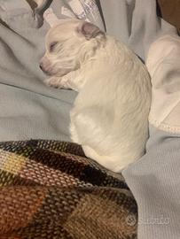 Maltese piccola taglia maschio