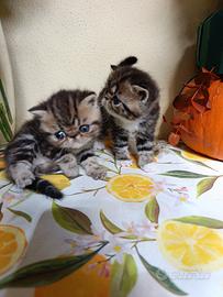 exotic shorthair 