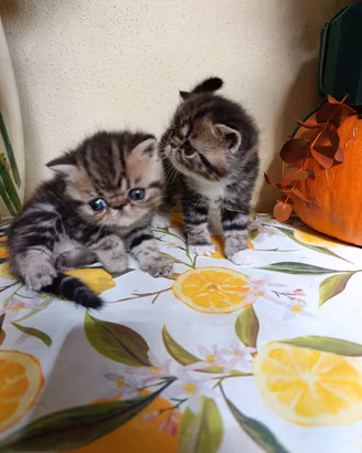 exotic shorthair 