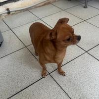 Cani chihuahua