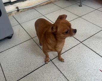 Cani chihuahua