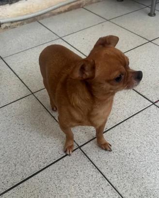 Cani chihuahua