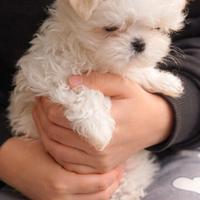 Cuccioli maltese linea coreana