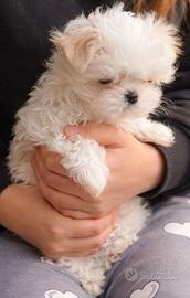Cuccioli maltese linea coreana