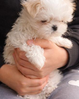 Cuccioli maltese linea coreana