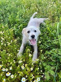 Lollo e le margherite