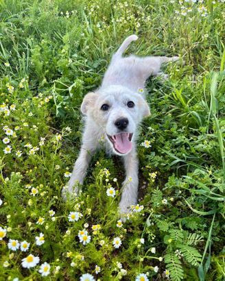Lollo e le margherite