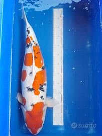 Koi doitsu