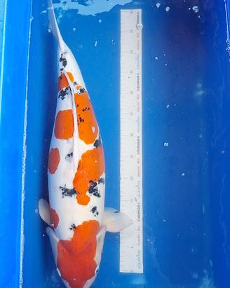 Koi doitsu