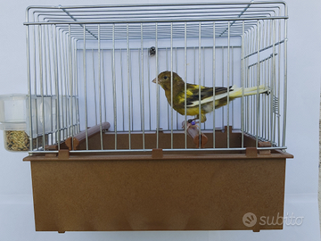 Canarini Timbrado Spagnolo